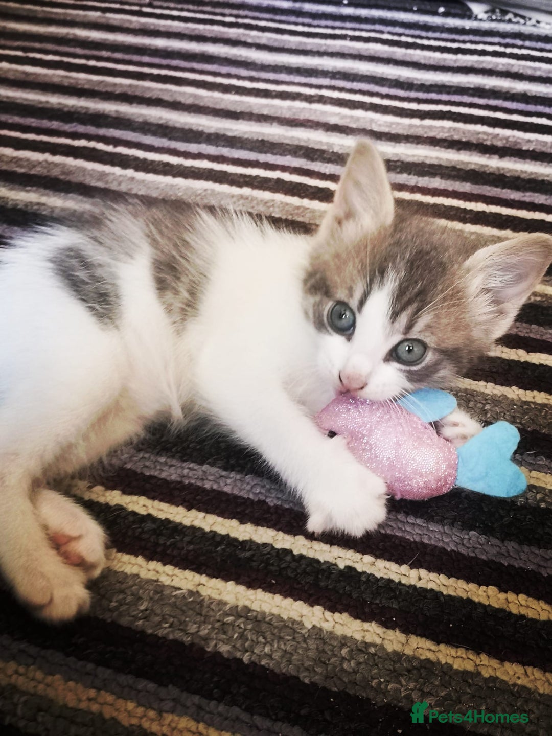 Mixed Breed cats for sale: 3 beautiful kittens available - Image 28