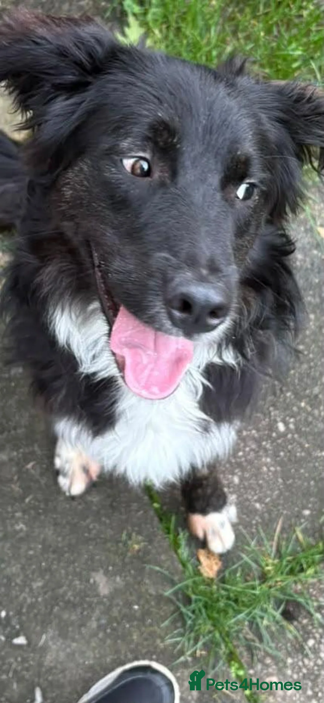 Mixed Breed dogs for sale: 11 month collie x golden retriever  in Campbeltown - Advert 1
