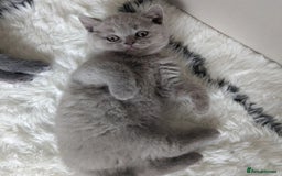 British Shorthair cats for sale: Blue British Shorthair Kittens - Advert 4