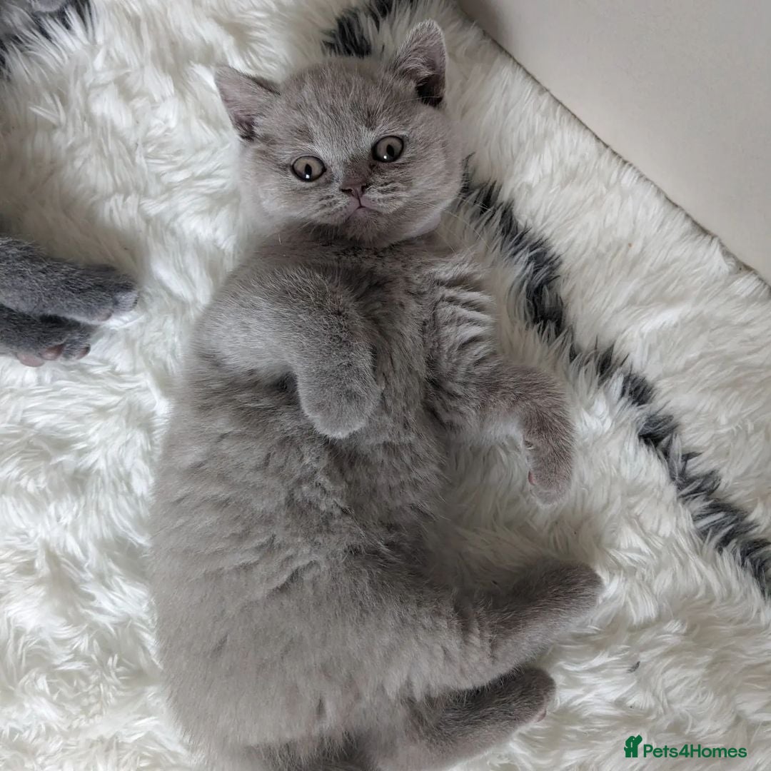 British Shorthair cats for sale: Blue British Shorthair Kittens - Advert 4