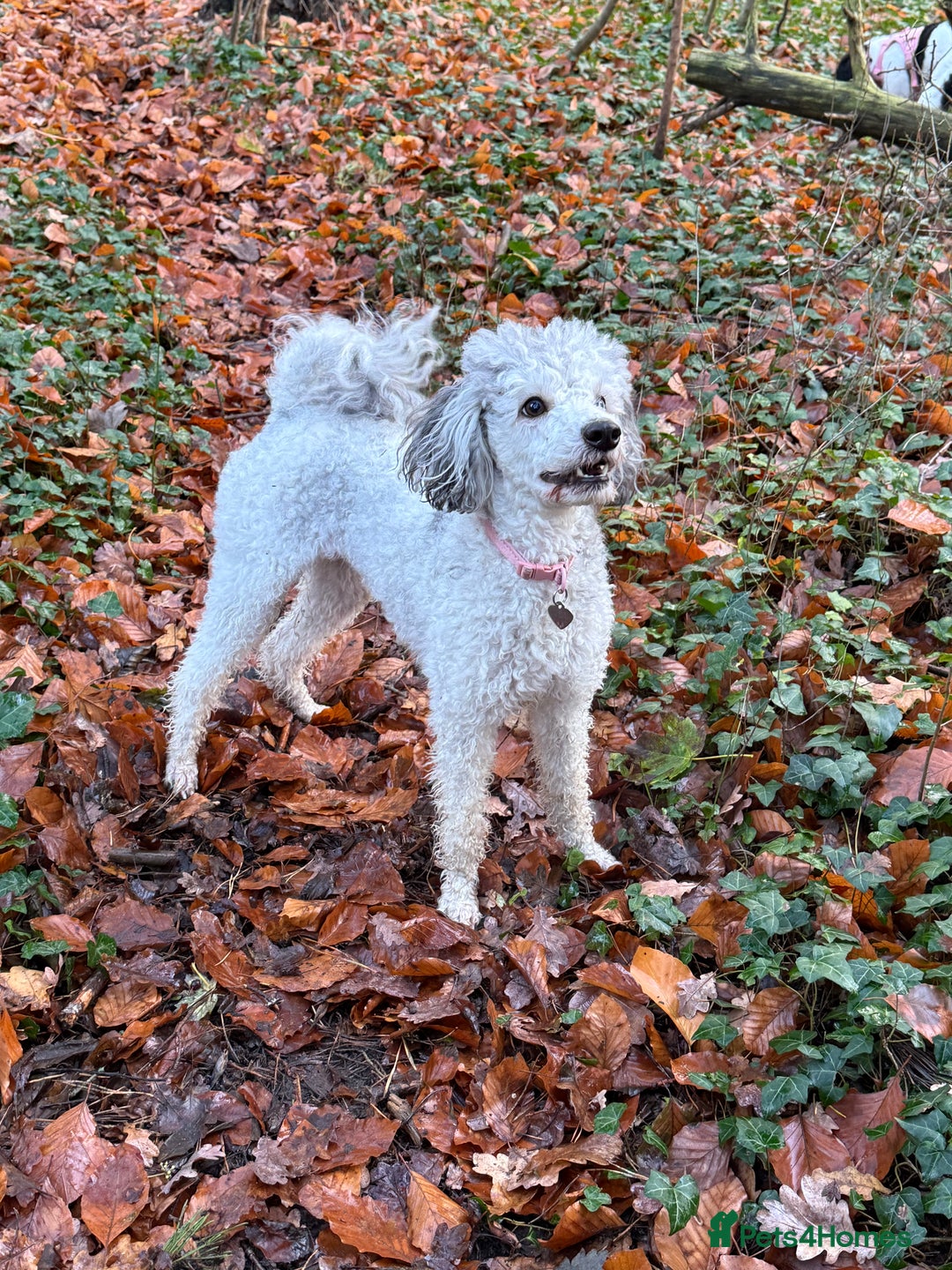 Mixed Breed dogs for sale: F1BB  - Advert 9