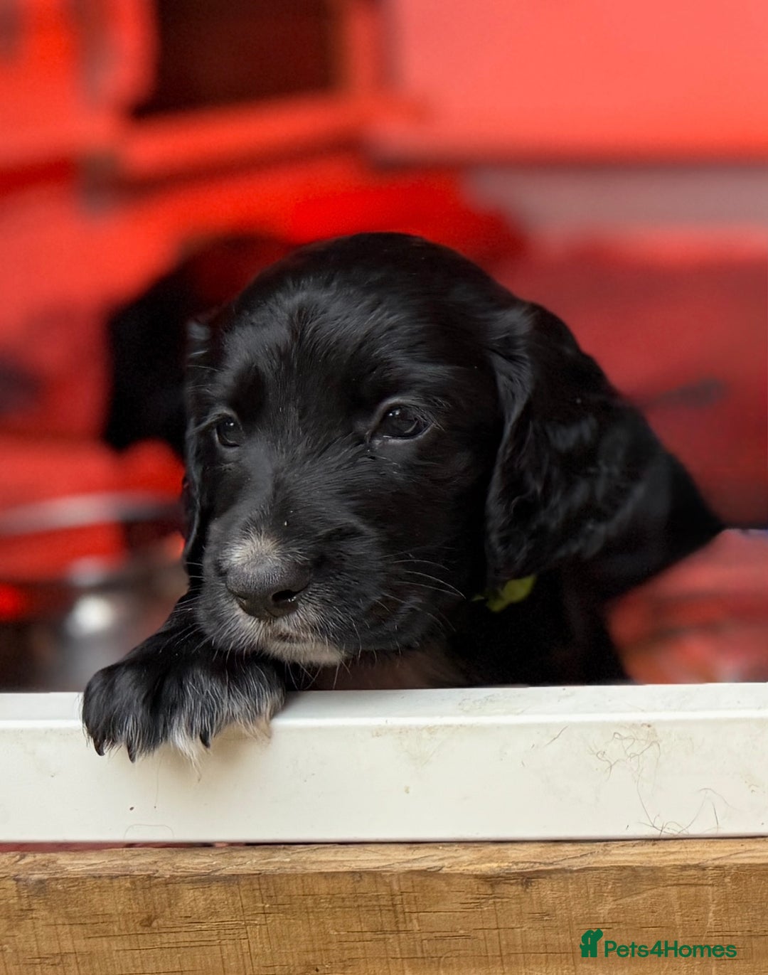 Cocker Spaniel dogs for sale: KC REG Cocker Spaniels - Image 6