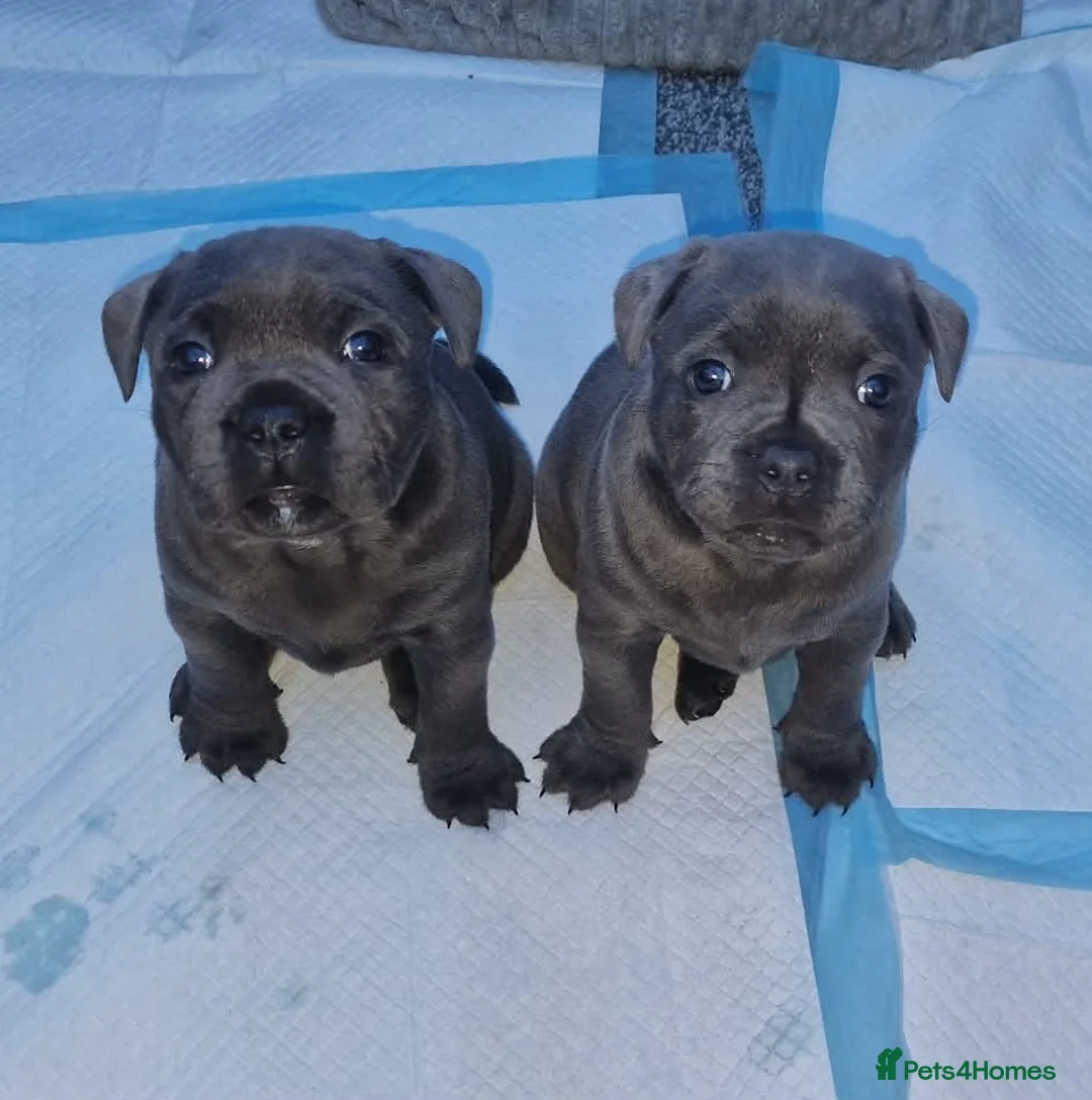 Staffordshire Bull Terrier dogs for sale: 2x KC Registered Champion Blue Staffie Puppies - Advert 3