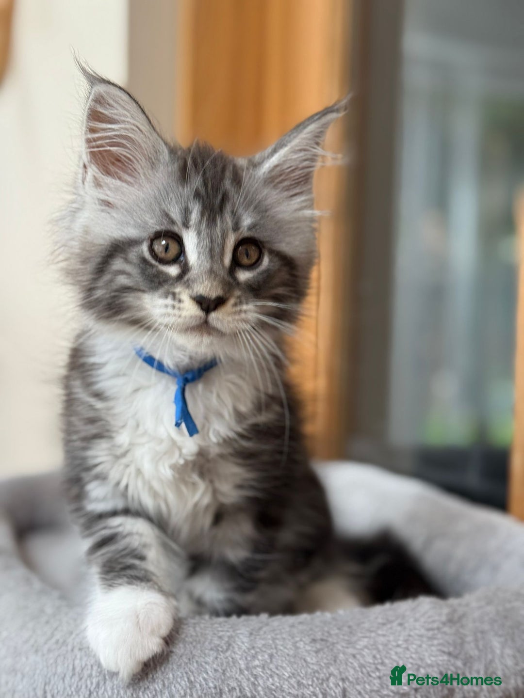 Maine Coon cats for sale: 2 Beautiful pedigree TICA reg Maine Coon kittens - Image 24