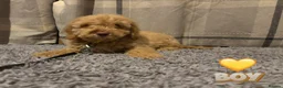 Cockapoo dogs for sale: 🐶8 Beautiful Cockapoo puppies🐶 - Advert 11