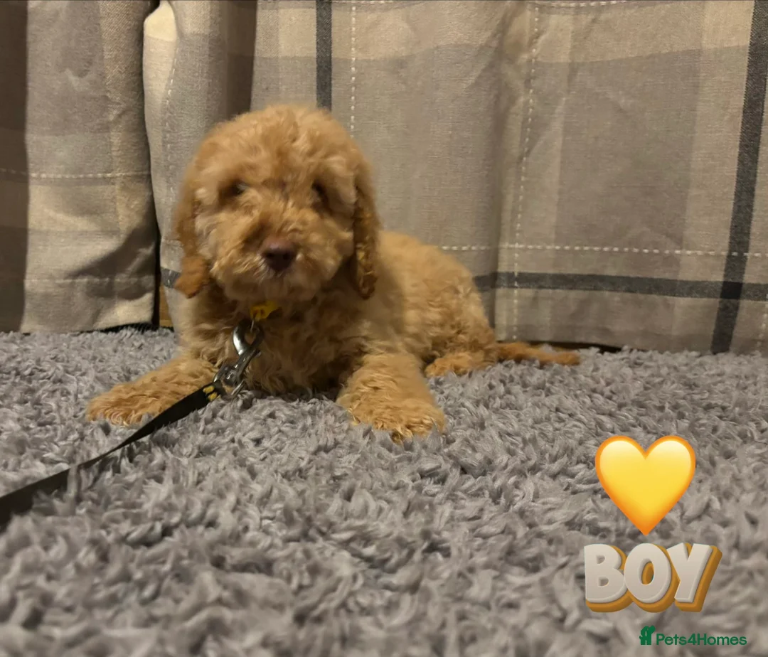 Cockapoo dogs for sale: 🐶8 Beautiful Cockapoo puppies🐶 - Advert 11