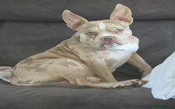 American Bully dogs for stud: Stud male  - Image 7