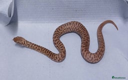 Python Snake reptiles for sale: Children's Pythons  - Image 4