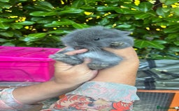 Mixed Breed rabbits for sale: 3 baby buns ready soon  - Image 1