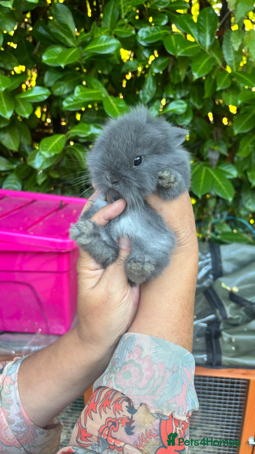 Mixed Breed rabbits for sale: 3 baby buns ready soon  - Image 1