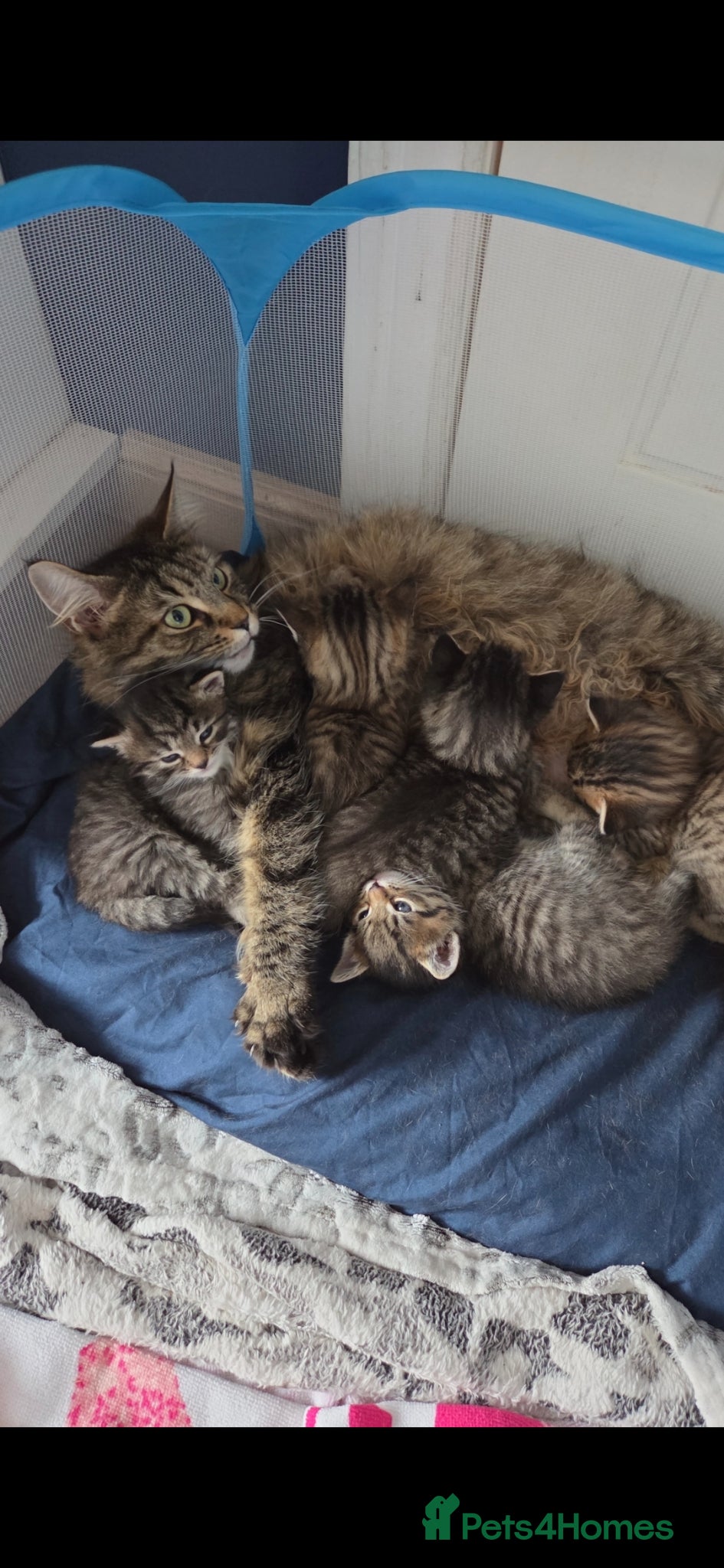 Mixed Breed cats Maine Coon Tabby kittens - Advert 1