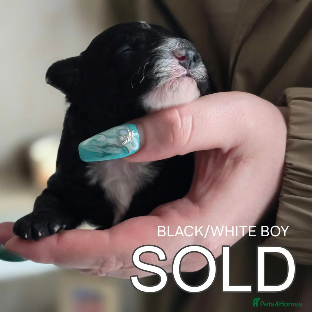 Toy Poodle dogs for sale: 4 Beautiful Toy Poodle pups - Advert 7