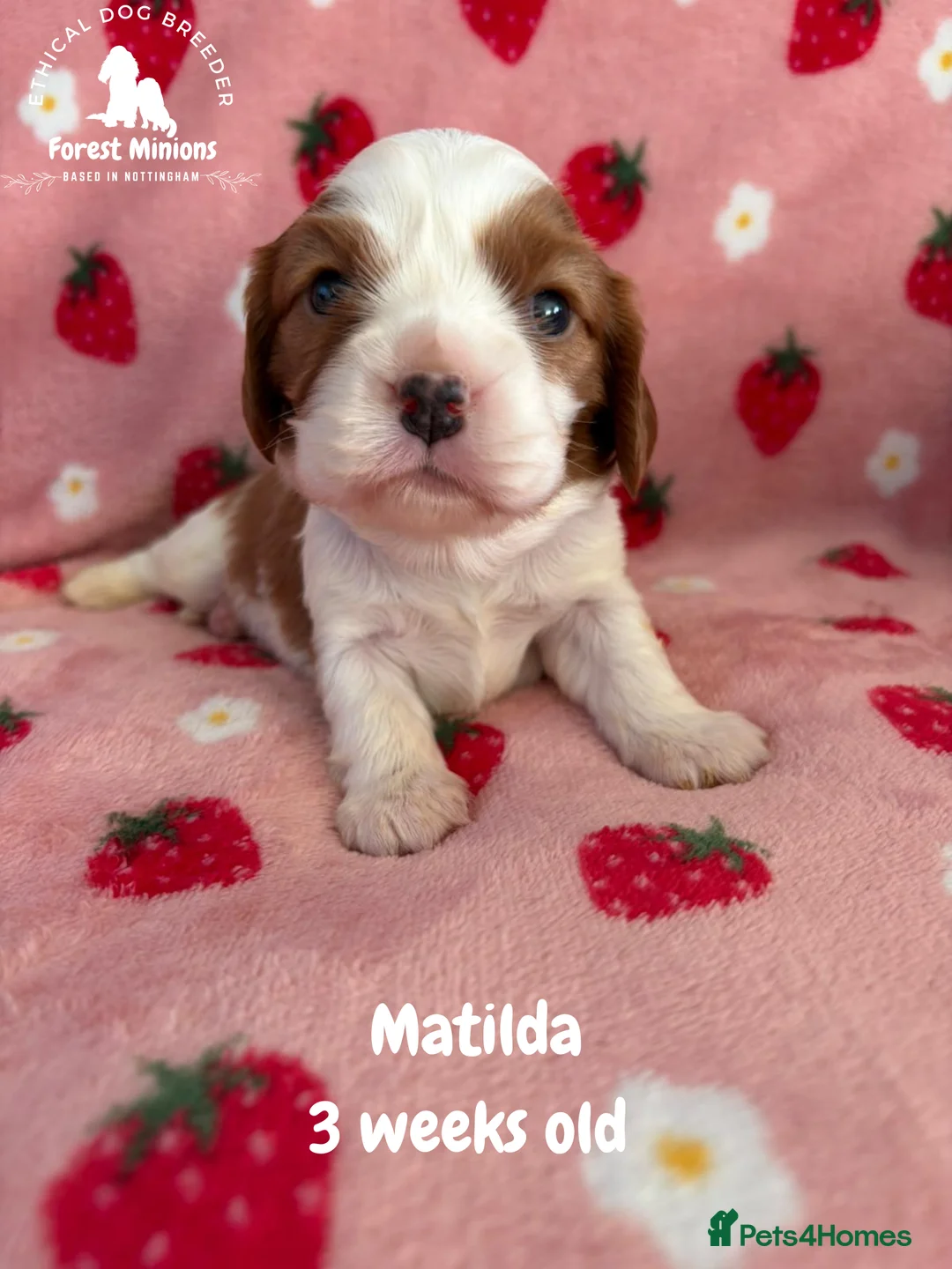 Cavalier King Charles Spaniel dogs for sale: Beautiful KC Cavalier King Charles Spaniel puppies - Advert 11