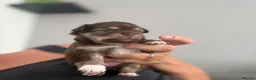Chihuahua dogs for sale: Three chihuahua puppies for sale - Advert 11