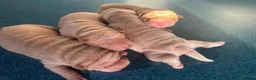Shar Pei dogs for sale: Four Pure Shar Pei Puppies, 2 Boys & 2 Girls Ready - Advert 4