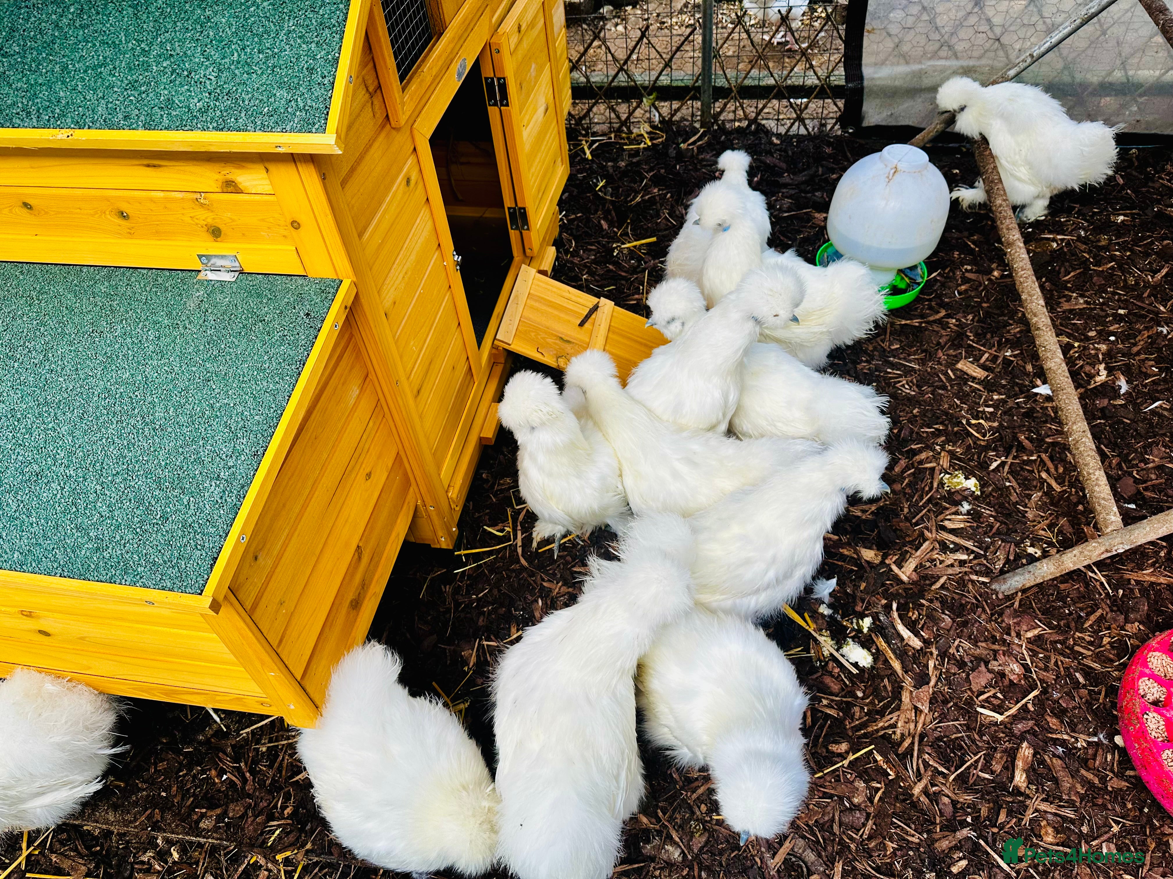 Chickens poultry Silkie Hens -  POINT OF LAY - Advert 2