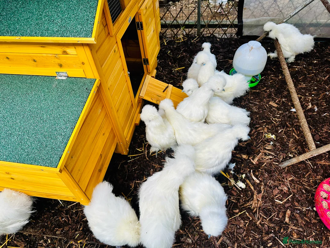 Chickens poultry for sale: Silkie Hens -  POINT OF LAY in Wellingborough - Advert 2