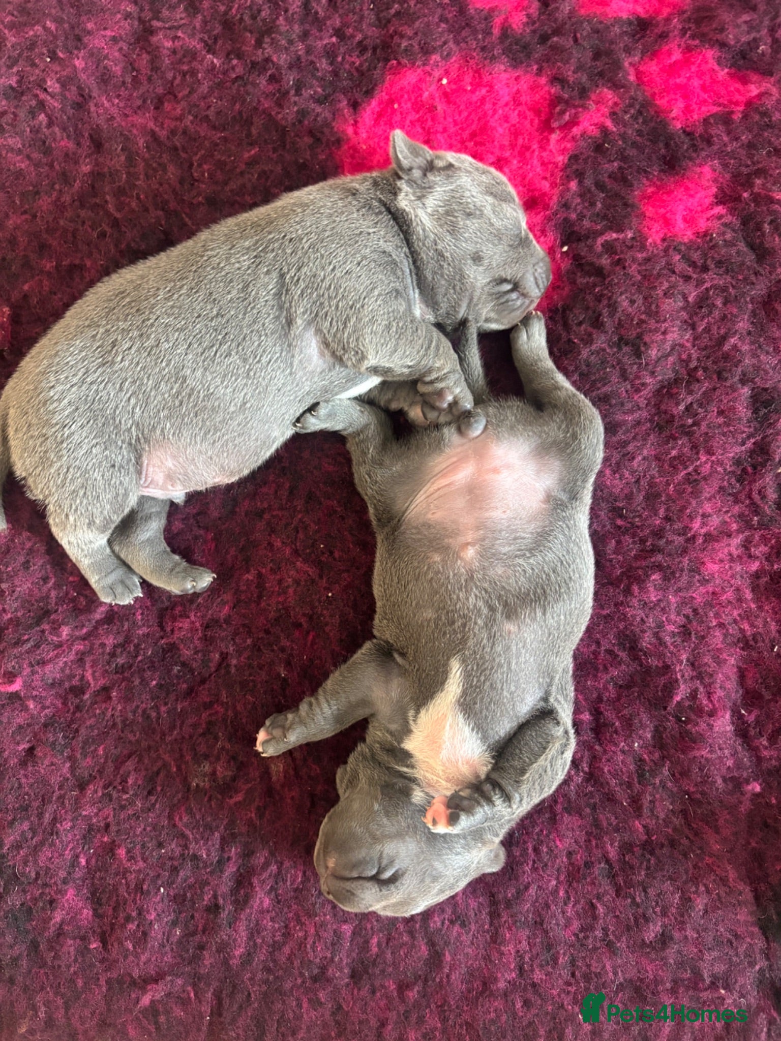 Staffordshire Bull Terrier dogs Blue Kc a*  staffy pups. Traditional true to type! - Advert 4