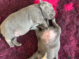 Staffordshire Bull Terrier dogs Pups ready! Blue Kc registered. Boys and girls. - Advert 4