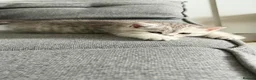 British Shorthair cats for sale: *Ready* 2 White & Grey British Short Hair Kittens  - Advert 9