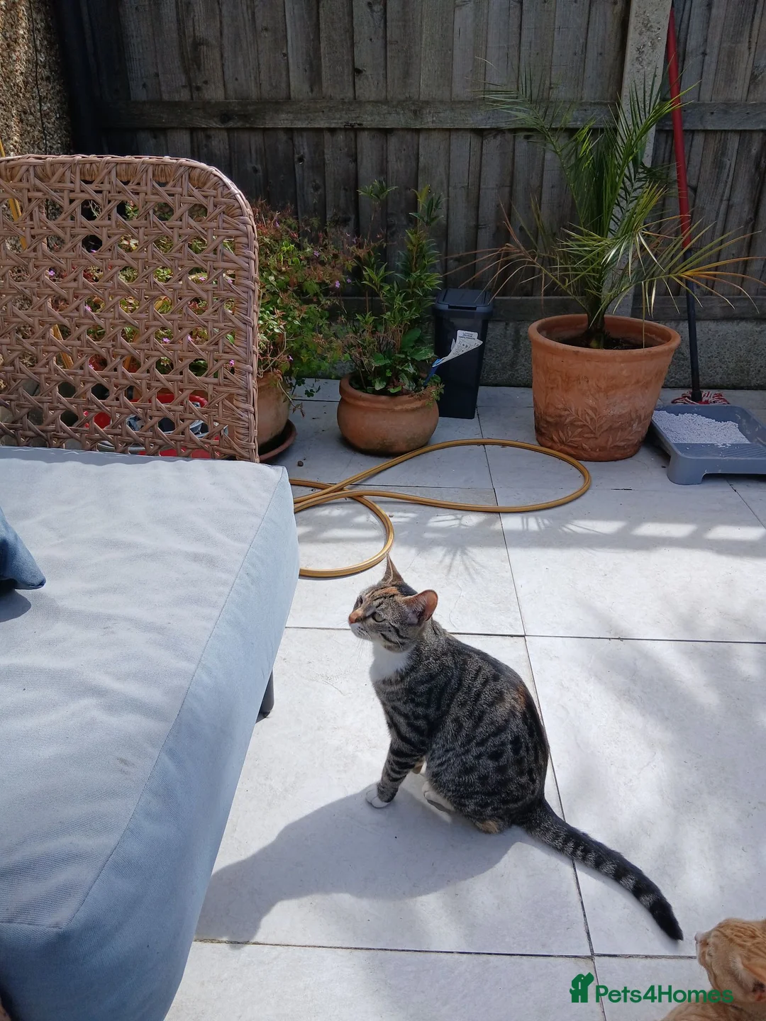 Mixed Breed cats for sale: Ziggy - Advert 2