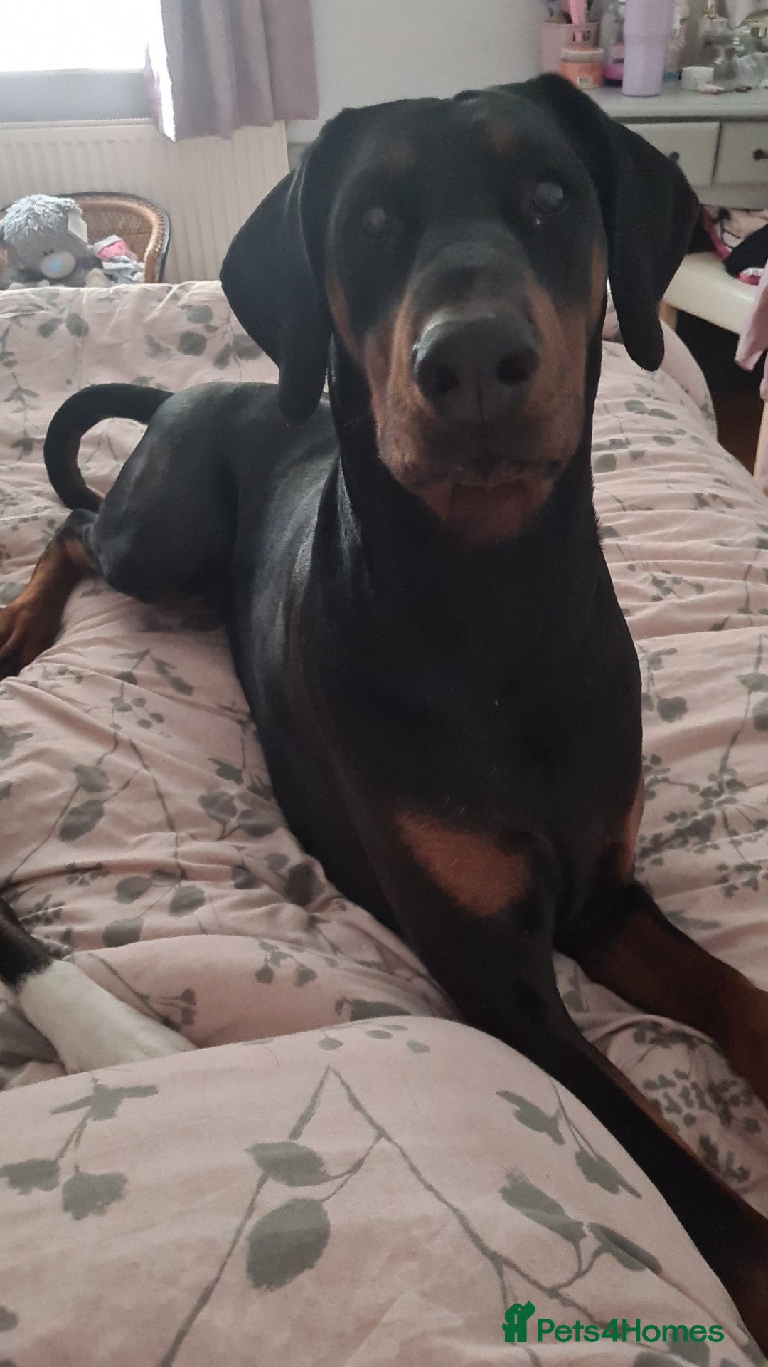 Dobermann dogs for sale: Rosie - Advert 3