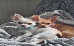 Chihuahua dogs for sale: 1 little boy left - Image 4