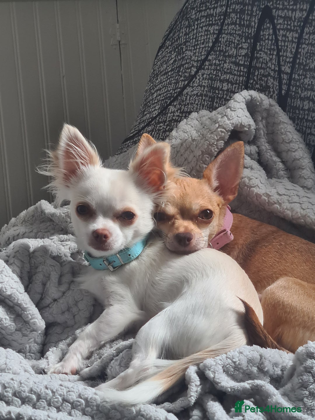 Chihuahua dogs for sale: 1 little boy left - Image 4