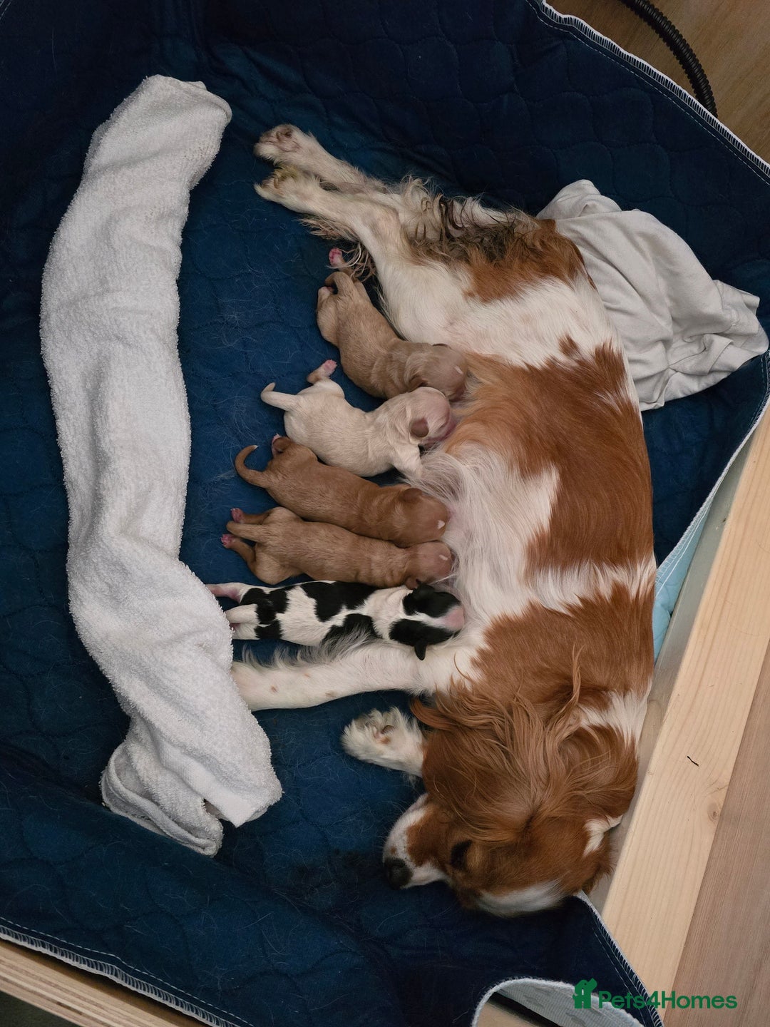 Cavapoo dogs for sale: 🌟 Loving, Ethical, DNA-tested, Cavapoo Puppy's 🌟 - Advert 1