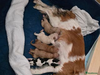 Cavapoo dogs 🐾Cavapoo: Litter Embark DNA Tested, Sire KC Reg🐾 - Advert 7