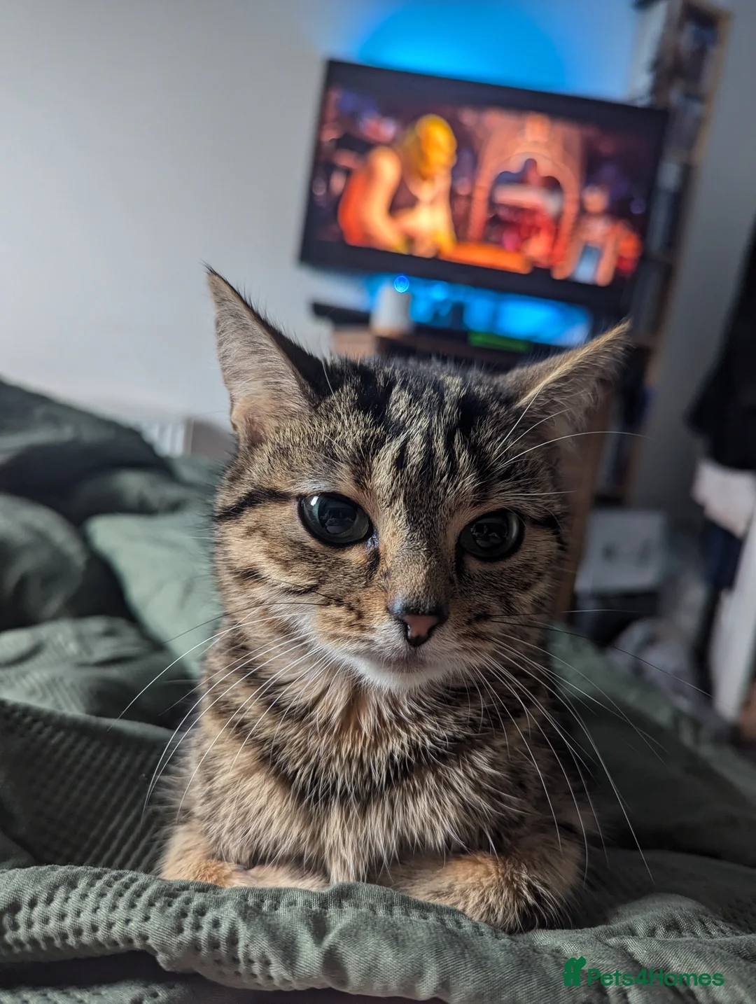 Domestic Shorthair cats for sale: Arlo, age 5 ❤️ in Merthyr Tydfil - Advert 1