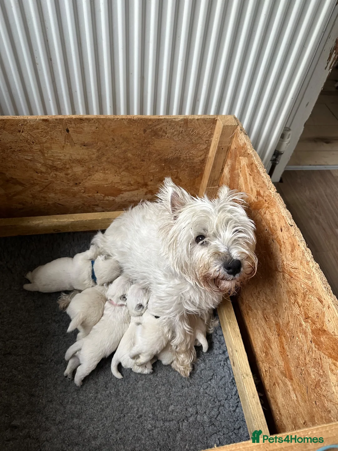 West Highland Terrier dogs for sale: Beautiful KC registered westie puppies - Advert 18