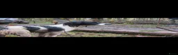 English Springer Spaniel dogs for sale: Working springer spaniel puppy’s  - Advert 5