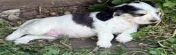 Cocker Spaniel dogs for sale: OUTSTANDING KC SHOW COCKER SPANIELS  - Advert 19