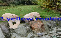 Labrador Retriever dogs for sale: Labrador pups for sale  - Image 12