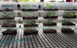 Spiders invertebrates for sale: Regale jumping spiders  - Image 5