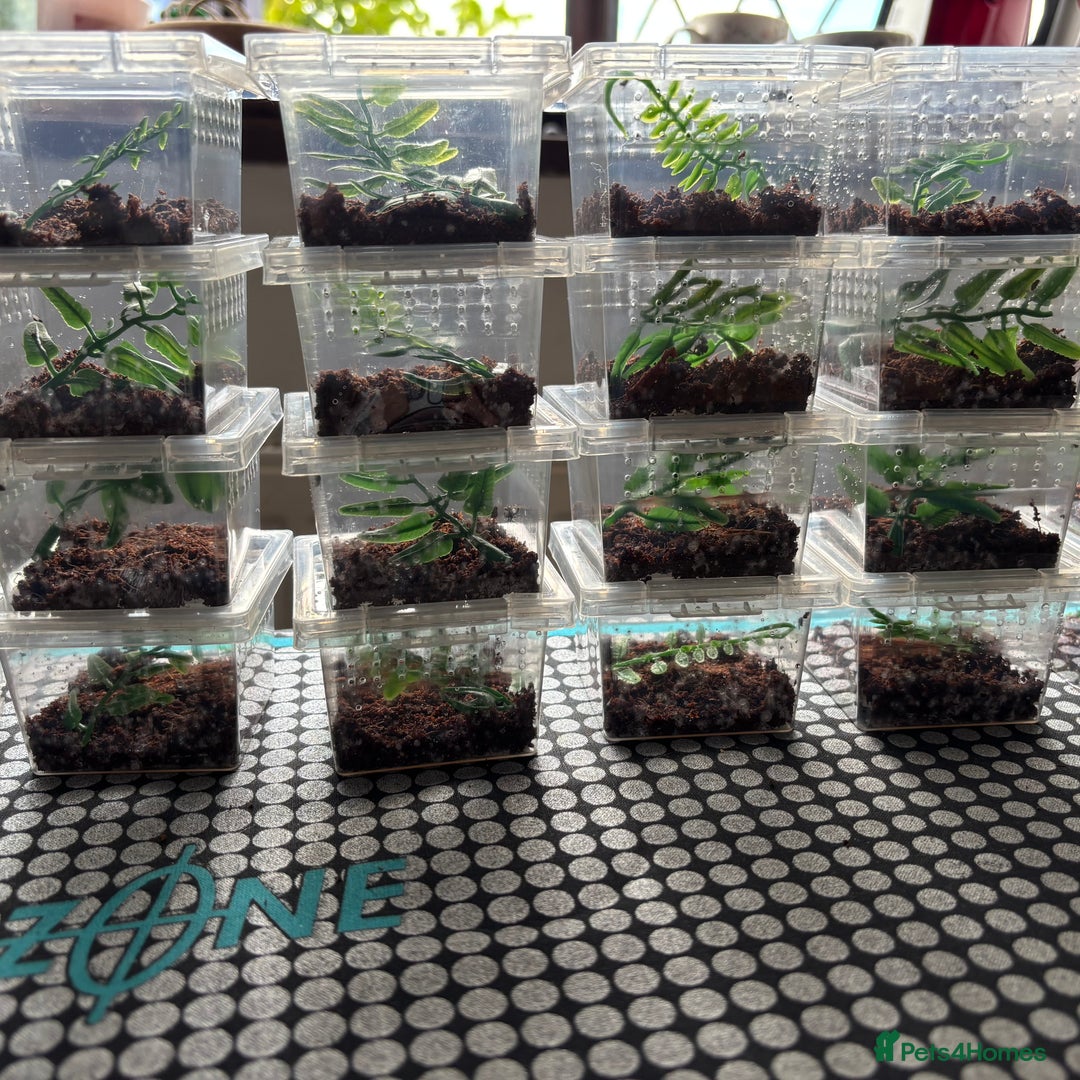 Spiders invertebrates for sale: Regale jumping spiders  - Image 5