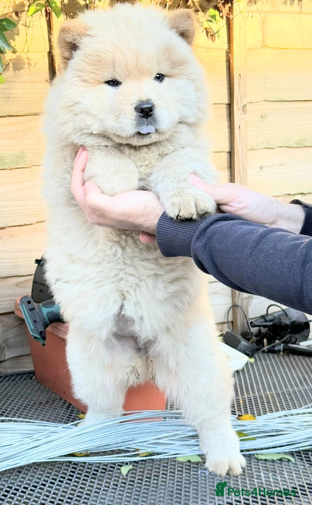 Chow Chow dogs for sale: Chow chow  - Advert 2