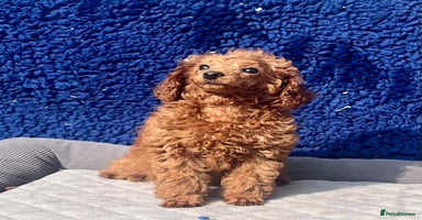 Toy Poodle dogs - Advert 15