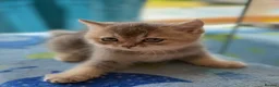 British Shorthair cats for sale: Golden Blue 🦋BSH Boy  - Advert 5