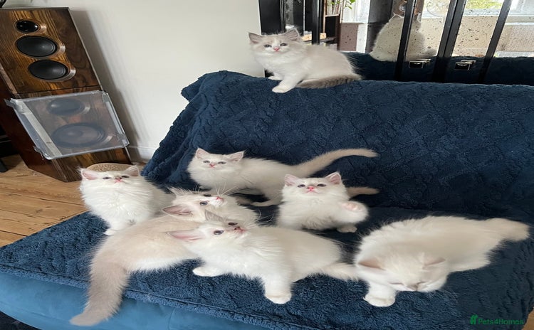 Ragdoll cats - Advert 3