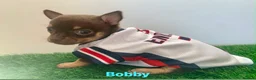 Chihuahua dogs for sale: Tiny chihuahua puppies  - Advert 9