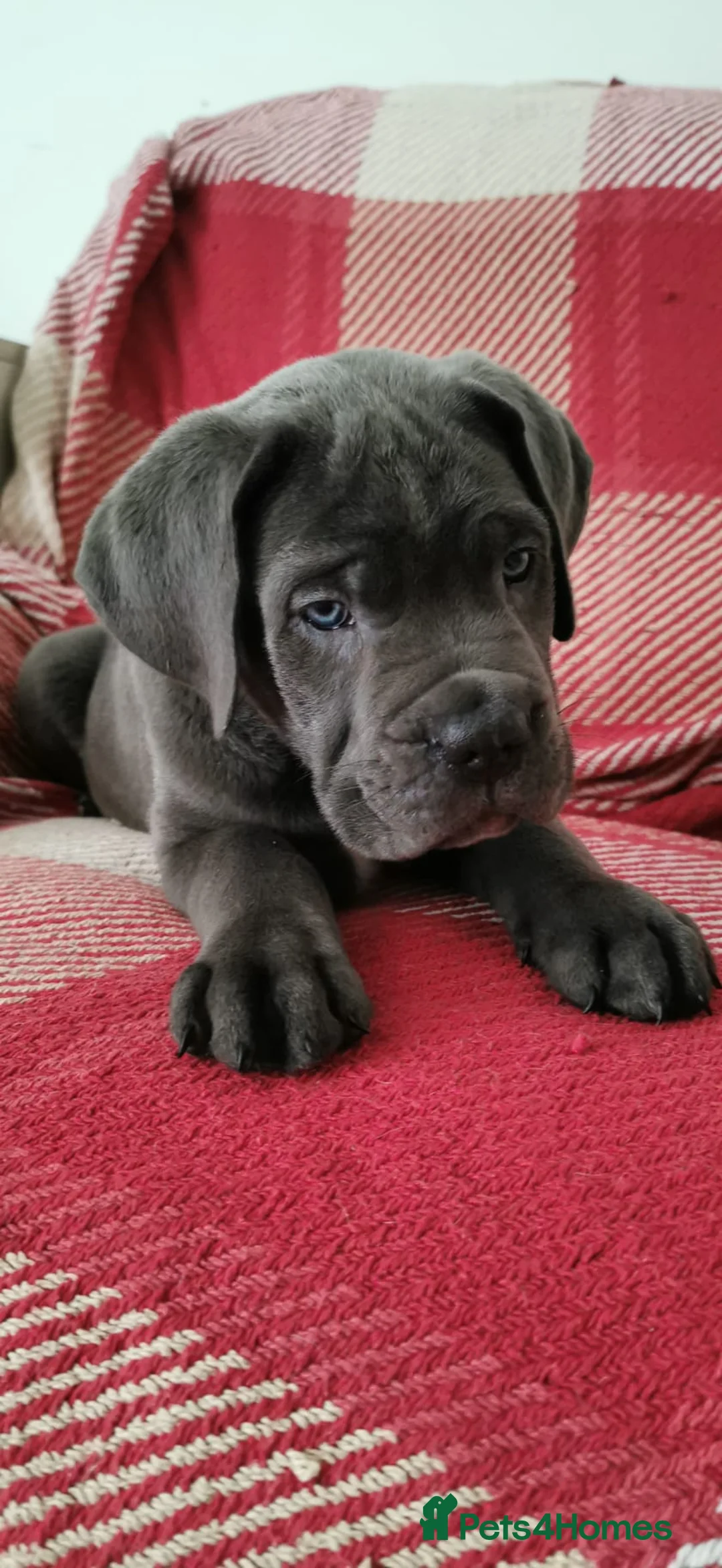 Cane Corso dogs for sale: Cane Corso  - Advert 6