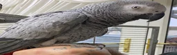 Parrots birds for sale: Very tame African grey named mily - Advert 1
