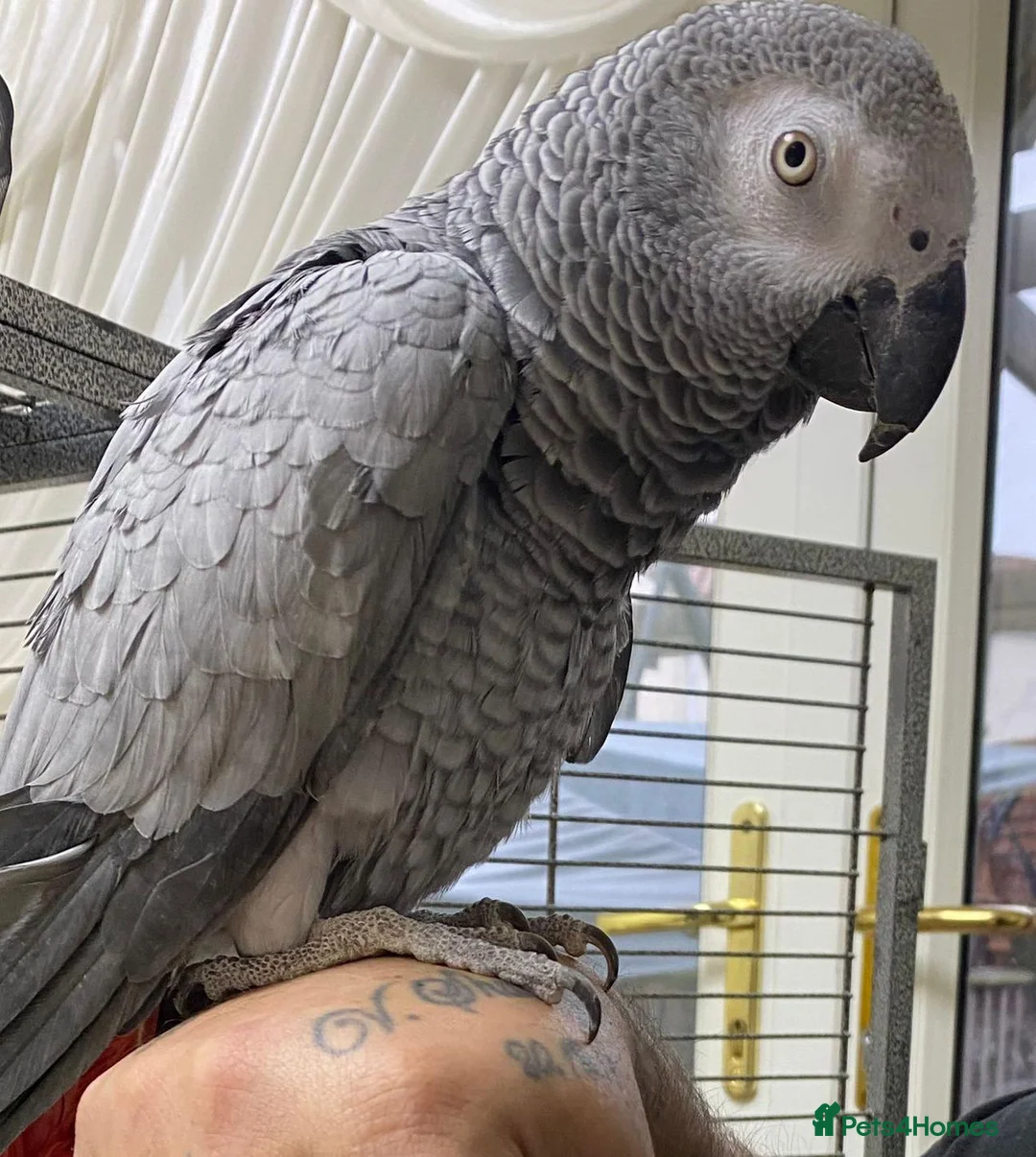 Parrots birds for sale: Very tame African grey named mily - Advert 1