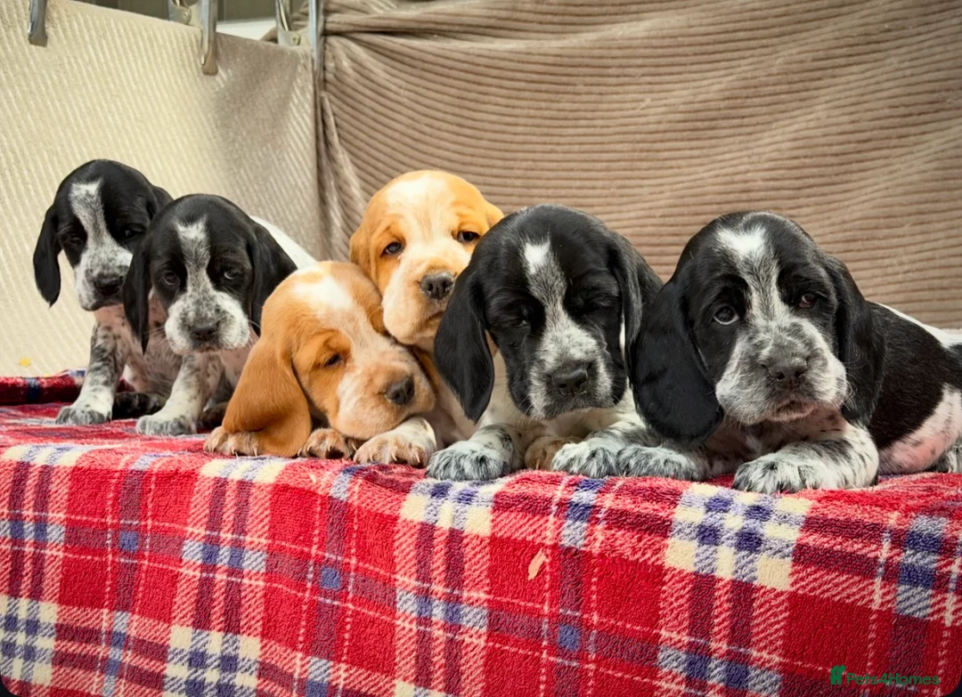 Bocker dogs for sale: STUNNING COCKER X BEAGLE PUPPIES  - Advert 7