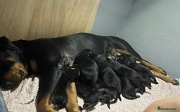 Rottweiler dogs for sale: 10 Rottweiler puppies - Image 16