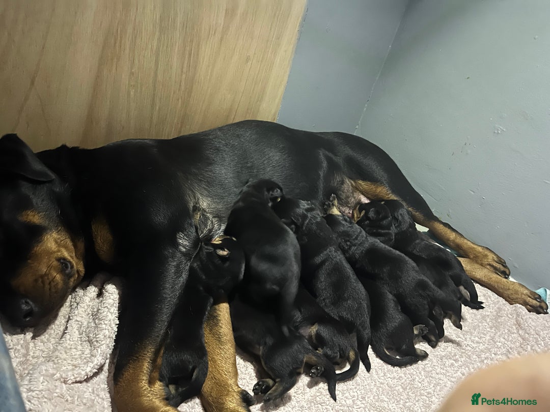 Rottweiler dogs for sale: 10 Rottweiler puppies - Image 16