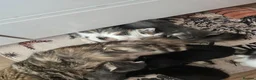 British Longhair cats for sale: Little beautiful kittens - Advert 9