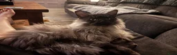 Maine Coon cats for sale: Black smoke make (spad)  in Dover - Advert 5
